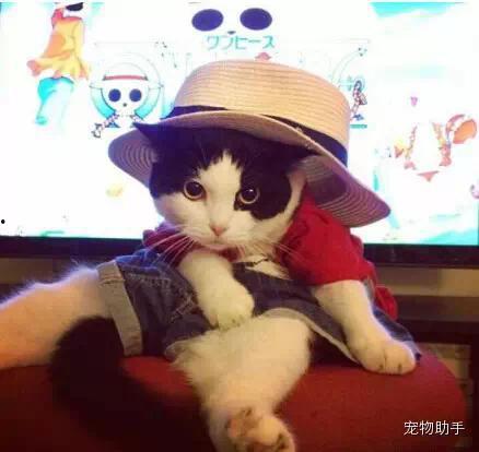 娱乐吃瓜少女喵,揭秘娱乐圈那些不为人知的幕后故事