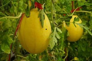 2021吃瓜群,揭秘娱乐圈幕后风云