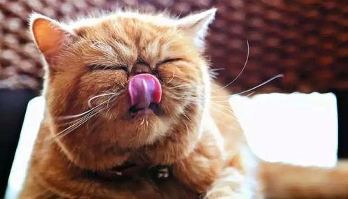 娱乐吃瓜猫咪视频大全,猫咪吃瓜视频大盘点