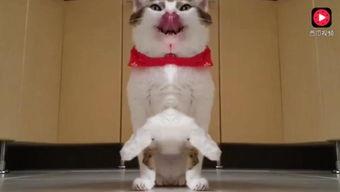 娱乐吃瓜猫咪视频大全,猫咪吃瓜视频大盘点